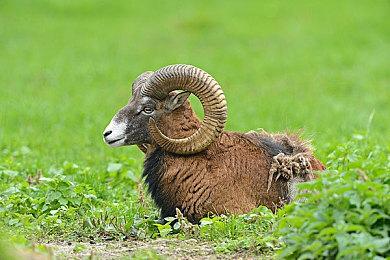 《全面战争：战锤3》首日补丁后性能爆超降50%