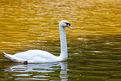 《美少女梦工厂2：韶华再续》PS5版因内容审查跳票